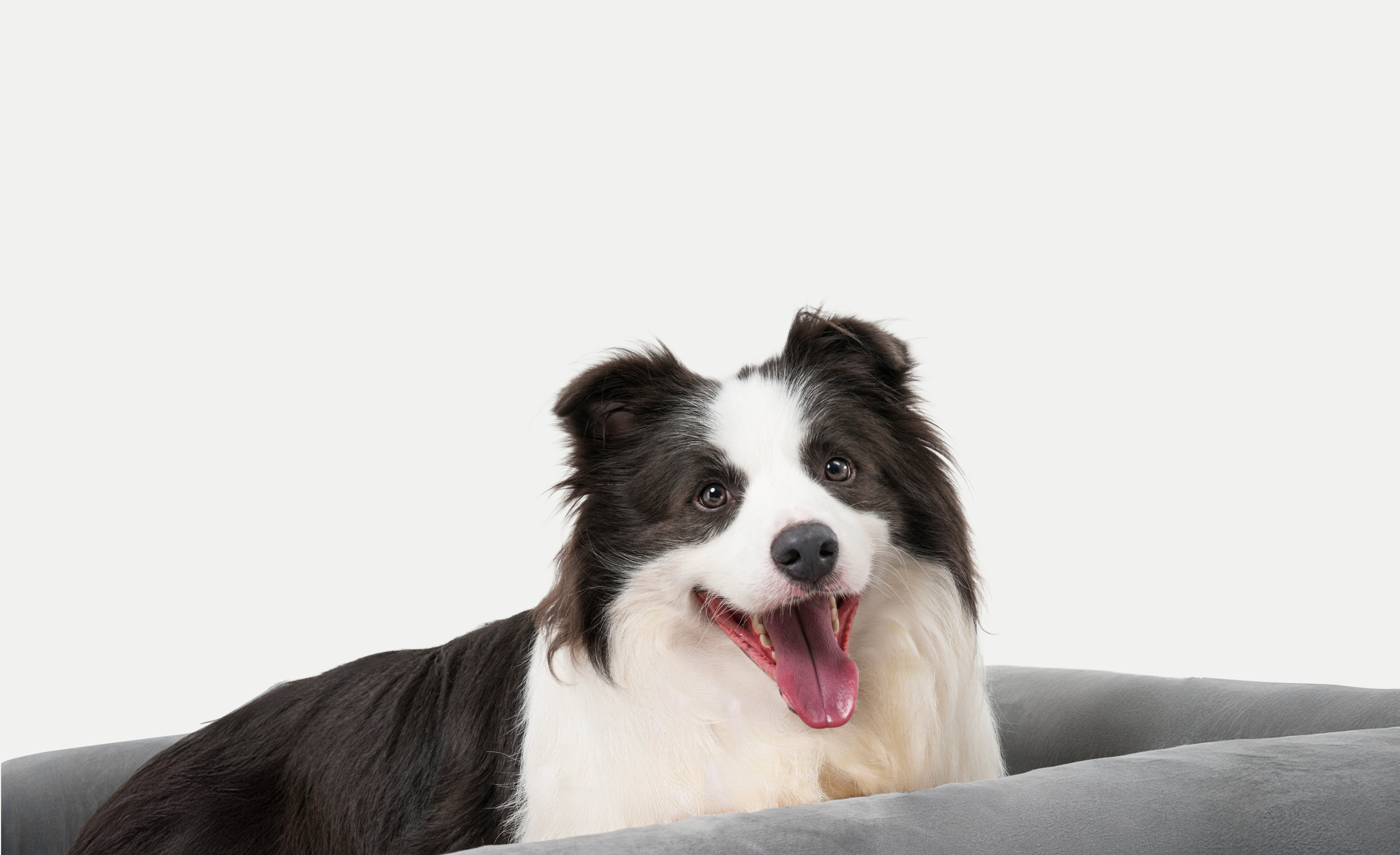 Relaxed happy dog resting comfortably on Buddie™ Therapy Bed, designed to support everyday dog comfort, reduce joint pressure, improve mobility, and help relieve winter joint stiffness and arthritis pain in dogs using red light and PEMF therapy