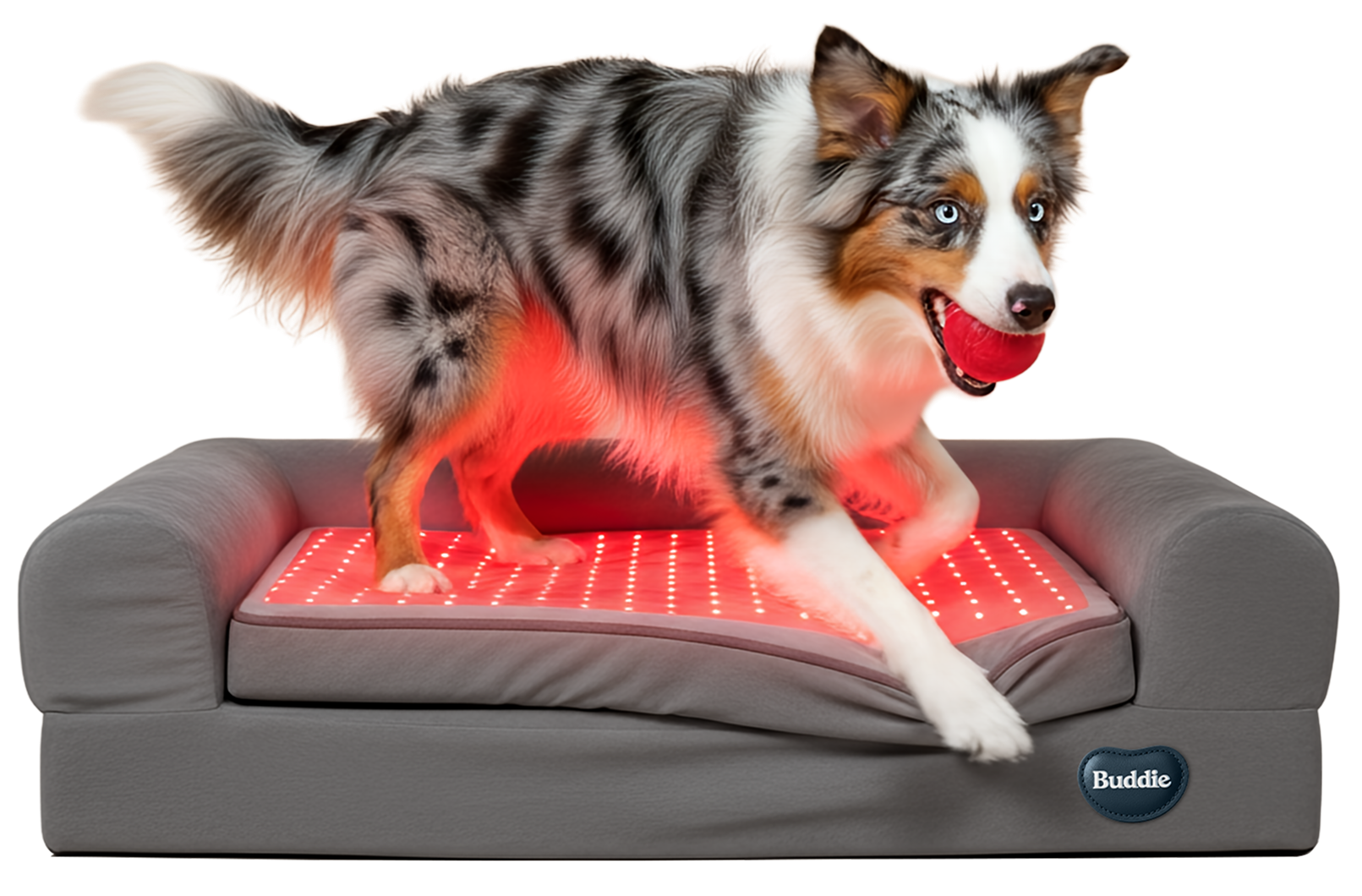 Active dog walking on Buddie™ Therapy Bed with built-in red light and PEMF therapy, designed to relieve winter joint stiffness in dogs, reduce arthritis and joint pain, improve mobility, circulation, and recovery, and support everyday comfort during cold weather