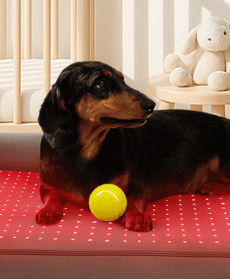 A black and tan dachshund dog with a tennis ball, resting on a glowing red LED light therapy mat to help relieve back pain and spinal issues