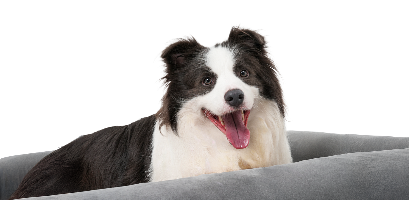 Dog on Beddie Pet Therapy Bed